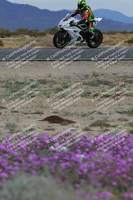 media/Jan-14-2023-SoCal Trackdays (Sat) [[497694156f]]/Turn 14 Exit Bloomig (145pm)/